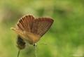 Polyommatus ripartii (Ripart